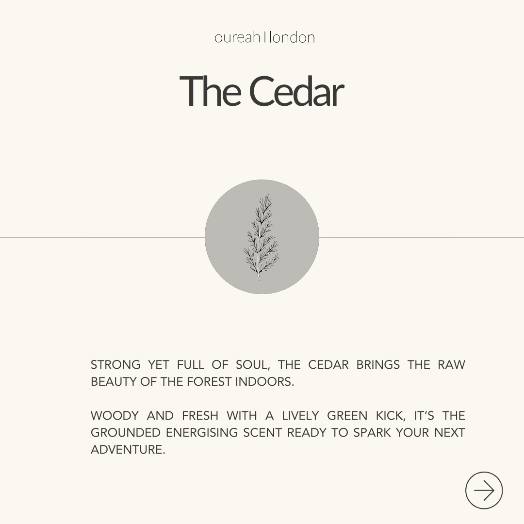 The Cedar